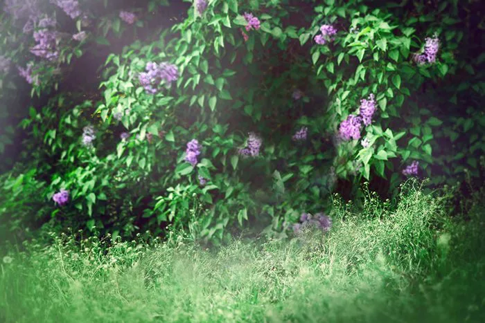 Chia Sẻ Miễn Phí 11 Background Thiên Nhiên Hoa Lá Dùng Để Ghép Ảnh (JPG  Chất Lượng Cao)