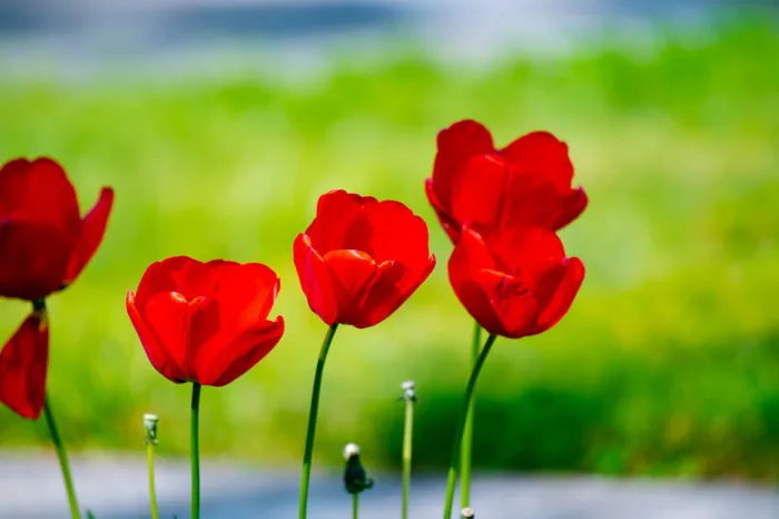 hình ảnh : Đỏ, thiên nhiên, Cánh hoa, màu xanh lá, Bầu trời, Tulip, thực  vật, Phong cảnh thiên nhiên, môi trường tự nhiên, Mùa xuân, Thân cây, thực  vật có hoa,