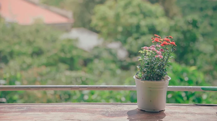 hình ảnh : Hoa, đẹp, phong cảnh, Màu phấn, tươi, tự nhiên, thực vật, Hệ  thực vật, chậu hoa, Lá, Cây cỏ, cây, Mùa xuân, vườn, Cây bụi, Gia đình cỏ  4148x2322 -