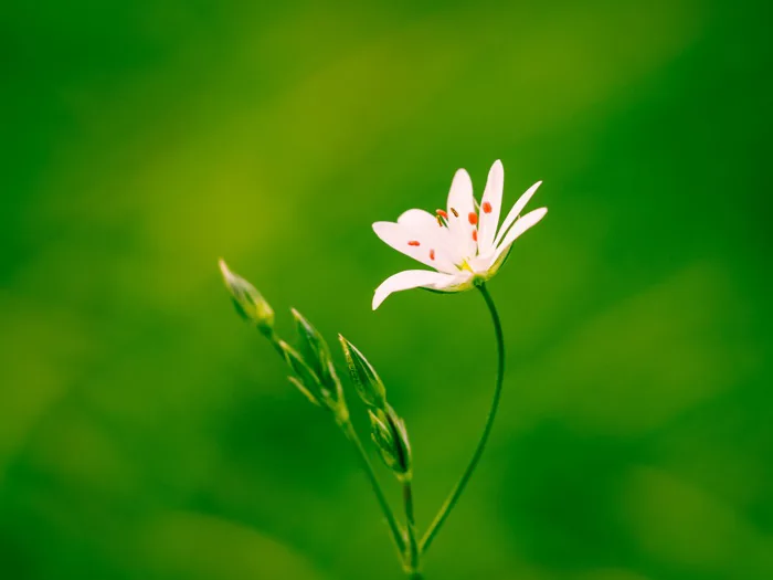 hình ảnh : thiên nhiên, chi nhánh, thực vật, nhiếp ảnh, đồng cỏ, Ánh sáng  mặt trời, Lá, màu tím, Cánh hoa, Mùa xuân, màu xanh lá, Thực vật học, màu  vàng,