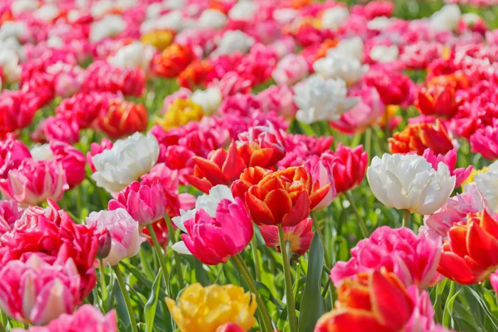hình ảnh : thiên nhiên, ánh sáng, thực vật, Cánh hoa, Tulip, mẫu, màu xanh  lá, tươi, Nở, Đầy màu sắc, vườn, lý lịch, Sống động, hình nền, đẹp, Hoa  tulip, thực