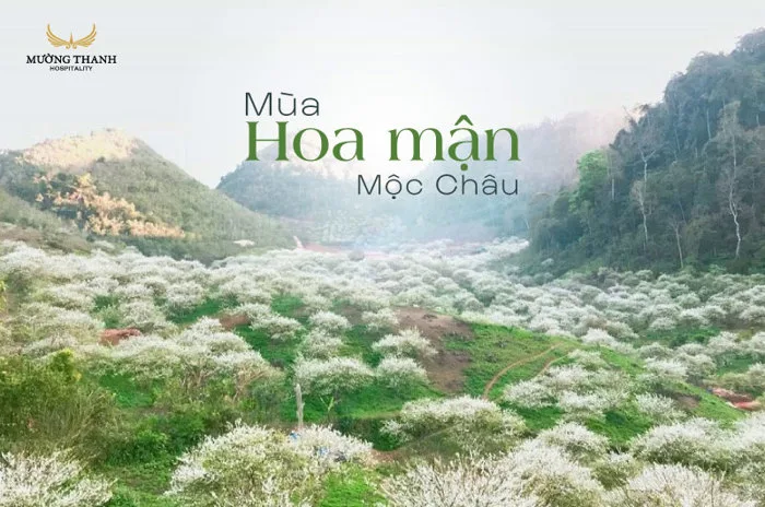 Khám phá mùa hoa mận Mộc Châu (BẬT MÍ 3 ĐỊA ĐIỂM CHỤP ẢNH ĐẸP NHẤT)