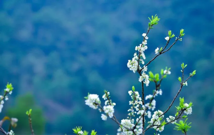 Hoa mận Tây Bắc mùa nào đẹp nhất? Kinh nghiệm 