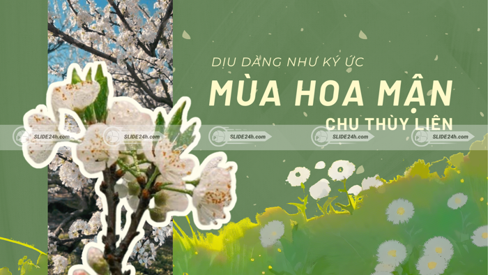 Slide Mùa Hoa Mận Chu Thùy Liên - Phân Tích Ý Ng… | Slide24h