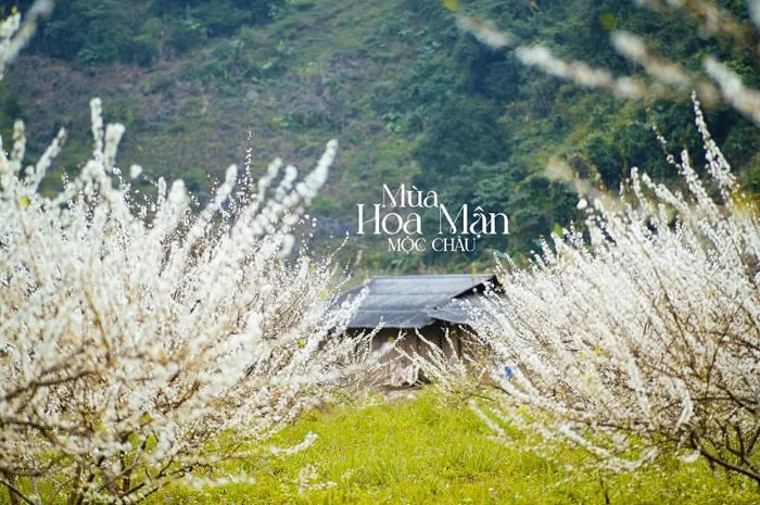 Ngắm mùa hoa mận Mộc Châu nở rộ đẹp quên lối về