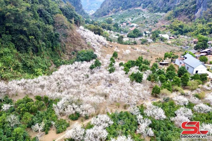 Chiềng Cọ - Mùa hoa mận khoe sắc