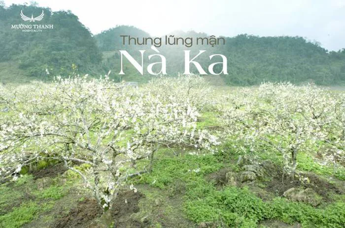 Khám phá mùa hoa mận Mộc Châu (BẬT MÍ 3 ĐỊA ĐIỂM CHỤP ẢNH ĐẸP NHẤT)