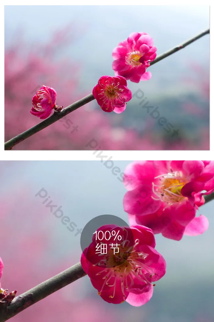 Tải miễn phí Phong Cảnh Thiên Nhiên Mùa Xuân Hoa Mận Cận Cảnh Hình ảnh  Nhiếp ảnh Nhiếp Ảnh | JPG chuyên nghiệp - Pikbest