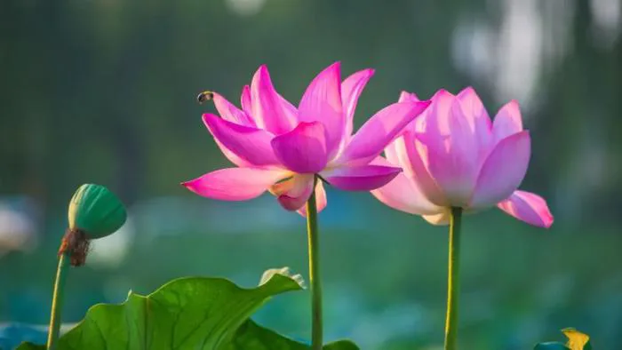 Hình nền hoa sen: Tổng hợp các hình nền đẹp, chất lượng cao