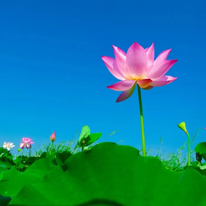 hình ảnh : thiên nhiên, thực vật, Bầu trời, cánh đồng, đồng cỏ, Cánh hoa,  Thực vật học, Hoa sen thiêng, Nhà máy thuỷ sản, Hệ thực vật, cây, Hoa sen,  Chụp