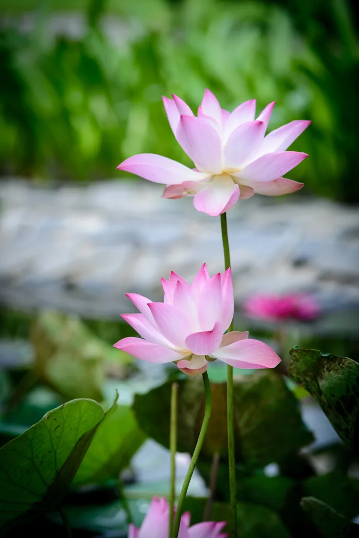 hình ảnh : Hoa sen, đẹp, Đẹp, khỏe, Dễ chịu, thiên nhiên, Hồng, Lá, màu  xanh lá, Vĩ mô, thực vật, Hoa sen thiêng, Hệ thực vật, Nhà máy thuỷ sản, Gia