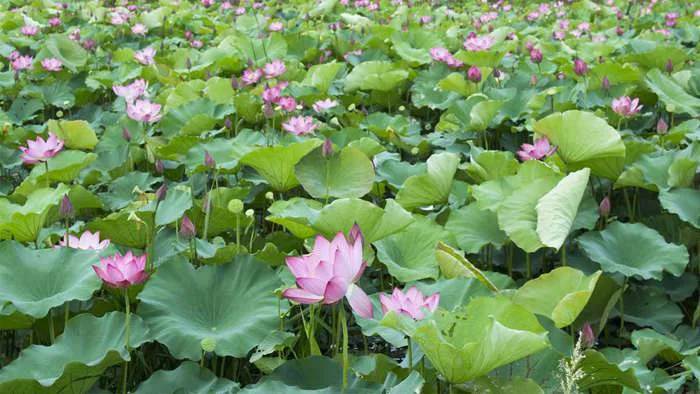 101+ hình nền hoa Sen 4K đẹp cho điện thoại, máy tính