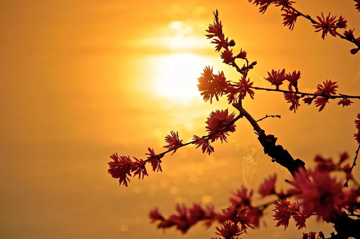 Mặt Trời Hoàng Hôn Thiên Nhiên Sắc - Ảnh miễn phí trên Pixabay