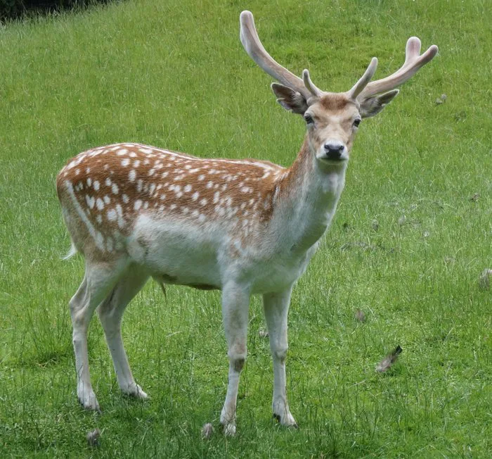 hình ảnh : con nai, thú vật, Động vật có vú, Động vật, Động vật hoang dã,  Sika deer, Thấy nai, japan deer, velvet antler, Lông thú, thực vật, Phong  cảnh thiên