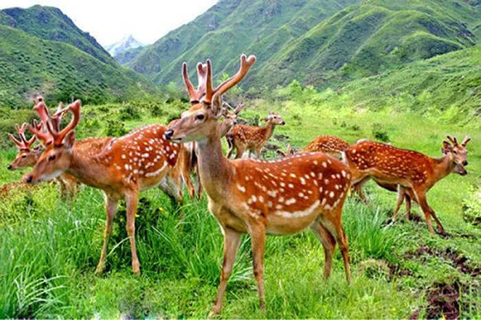 HƯƠU SAO - Bảo tàng Lâm Đồng