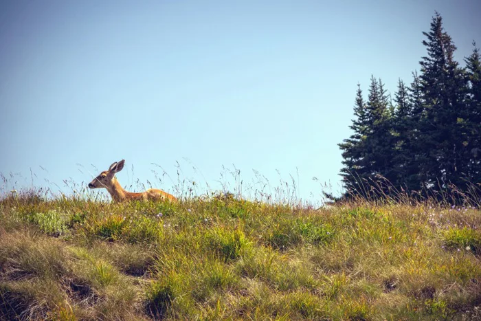Hình ảnh miễn phí: Deer, cỏ, rừng, động vật, cây, cây thông, thiên nhiên