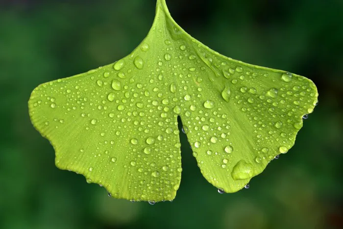 hinh-nen-thien-nhien-la-ginkgo-1
