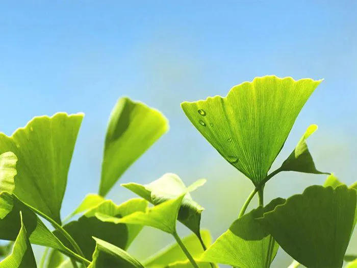 Ginkgo Biloba – Dược Liệu Quý Từ Thiên Nhiên