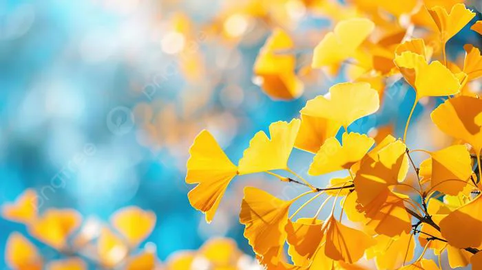 Hình nền Lá Bạch Quả Màu Vàng Vào Mùa Thu Trên Nền Thiên Nhiên Bầu Trời  Xanh, Mùa Thu, Lý Lịch, Xinh đẹp Background Vector để tải xuống miễn phí -  Pngtree