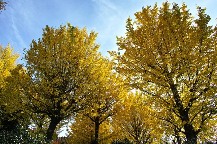 Ginkgo biloba