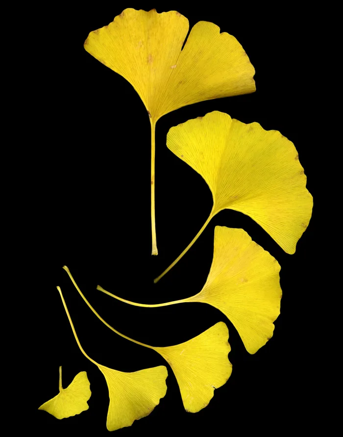 Tập tin:GinkgoLeaves.jpg – Wikipedia tiếng Việt