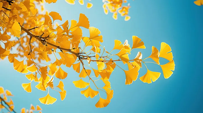 Hình ảnh Ginkgo Biloba Pure Nature Growth PNG , Bạch Quả, Thực Vật, Tĩnh  Vật PNG trong suốt và Vector để tải xuống miễn phí