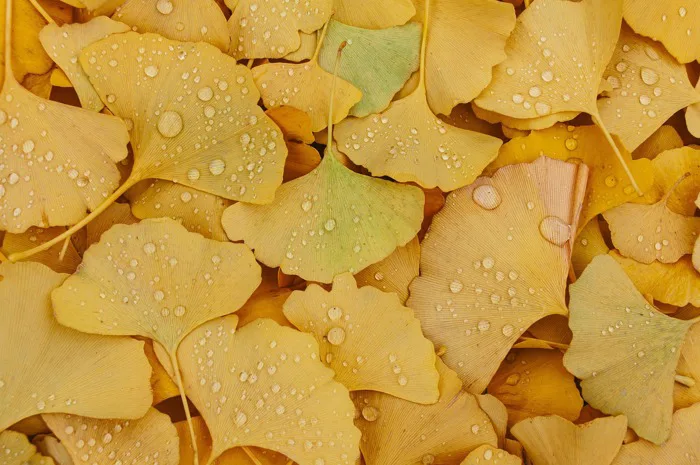 Ginkgo Lá Ngã - Ảnh miễn phí trên Pixabay
