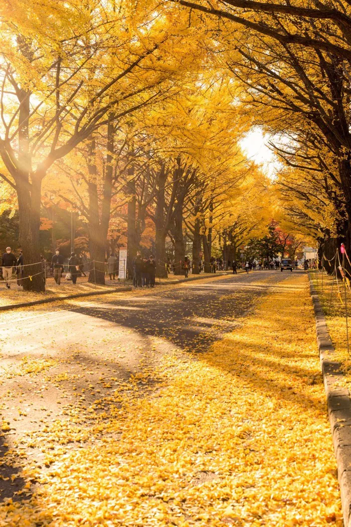 Khám phá 5 địa điểm ngắm lá thu đẹp nhất Hokkaido, từ đại lộ Ginkgo đến hồ  Tōya. Tận hưởng sắc thu rực rỡ với Tiên Phong Travel!