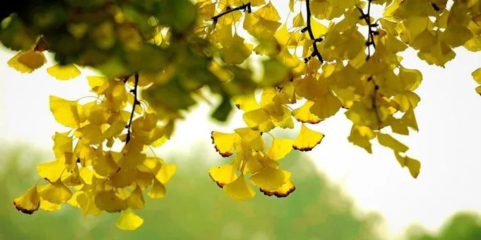 Ginkgo: Gấu trúc khổng lồ của thế giới thực vật - Tin tức - Công ty TNHH  Công nghệ Wellgreen