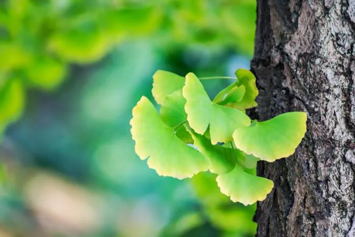 7 công dụng tuyệt vời mà Ginkgo Biloba mang lại cho sức khỏe của bạn