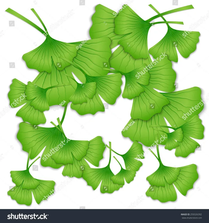 Leaves Ginkgo Biloba On White Background: Vector có sẵn (miễn phí bản  quyền) 259326392 | Shutterstock