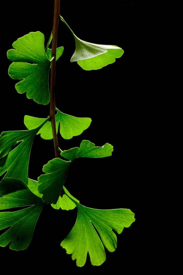Tập tin:Ginkgo Biloba Leaves - Black Background.jpg – Wikipedia tiếng Việt