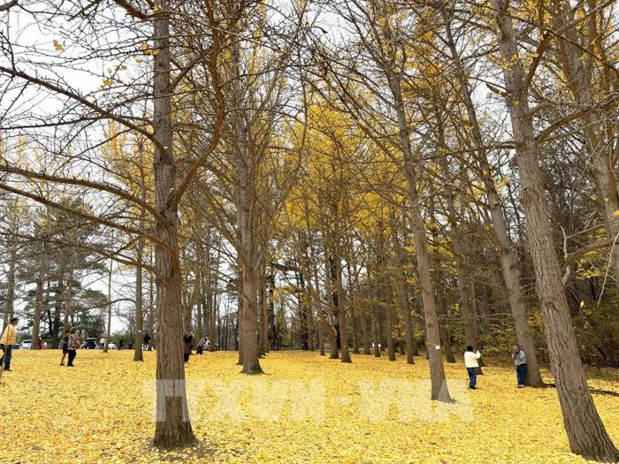 Photo - Chiều cuối Thu ở rừng bạch quả cổ thụ Ginkgo Grove, bang Virginia