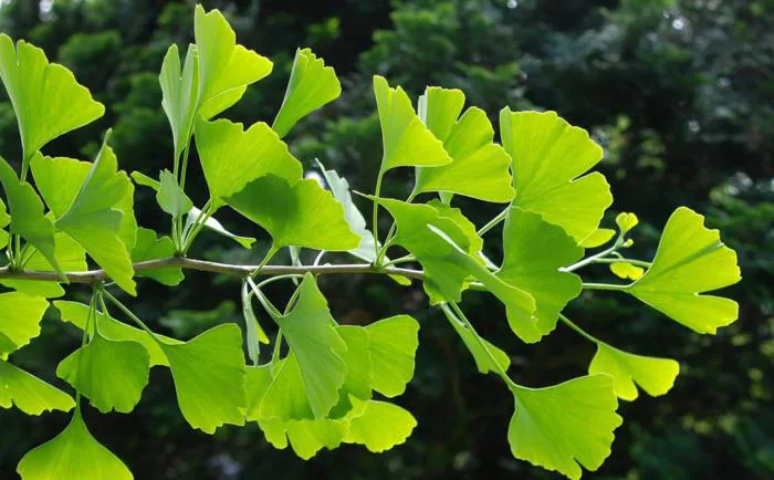 Ý nghĩa tranh lá Ginkgo treo tường | Gió Decor
