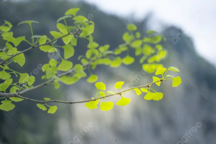 Hình nền Nền Thiên Nhiên Cảnh Quan Cây Lá Bạch Quả, Lá, Bạch Quả, Cây  Background Vector để tải xuống miễn phí - Pngtree