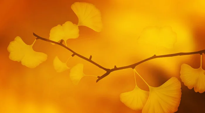 hình ảnh : thiên nhiên, chi nhánh, thực vật, Ánh sáng mặt trời, buổi sáng,  kết cấu, Cánh hoa, trái cam, Mùa thu, màu vàng, Nhật Bản, Hệ thực vật, lý  lịch,