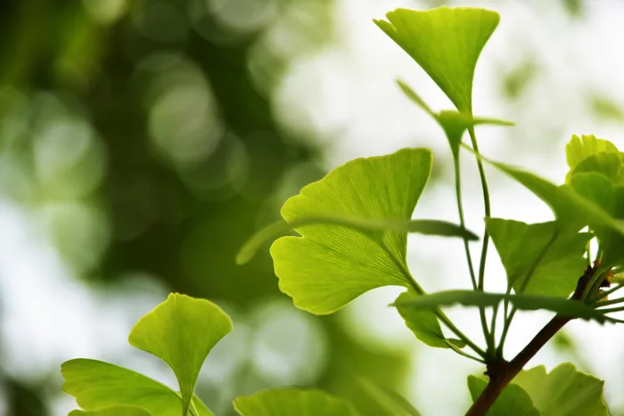hình ảnh : thiên nhiên, chi nhánh, thực vật, Ánh sáng mặt trời, Lá, Mùa  xuân, màu xanh lá, Sản xuất, Thực vật học, màu vàng, Hệ thực vật, đời sống,  Hoa