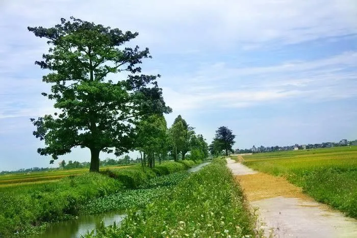 Tổng hợp hình ảnh làng quê Việt Nam đẹp nhất