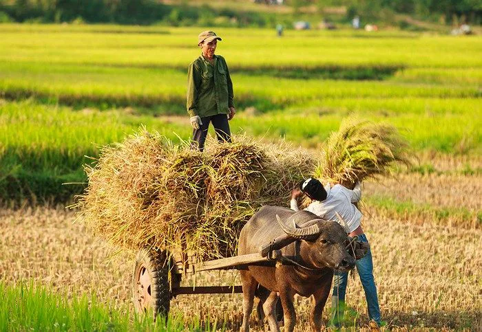 Ảnh đẹp của làng quê Việt Nam - Bộ sưu tập hình ảnh tuyệt vời về làng quê