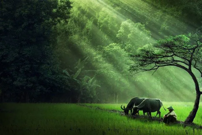 Tổng hợp hình ảnh làng quê Việt Nam đẹp nhất