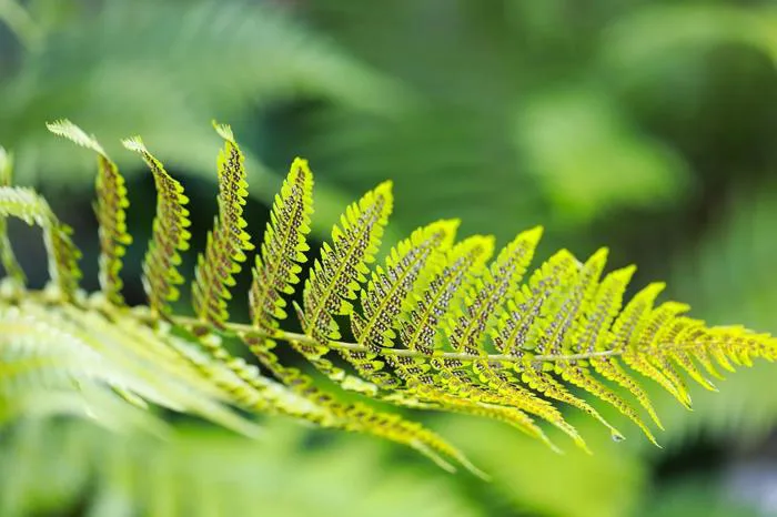 hinh-nen-thien-nhien-macro-1