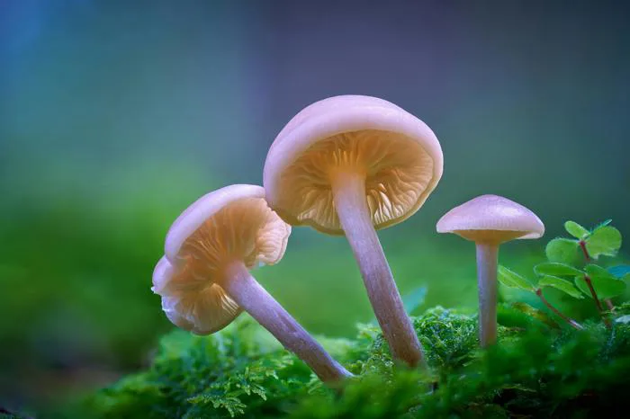 hình ảnh : tự nhiên, Nước, thực vật, nấm, Phong cảnh thiên nhiên, Nhà máy  trên mặt đất, Gỗ, Nâu vàng, Họ cam, phong cảnh, Lớp bao phủ bề mặt, Gia đình
