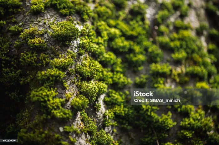 Hình Ảnh Macro Của Rêu Xanh Cận Cảnh Chụp Ảnh Macro Về Thiên Nhiên Màu Nền  Sáng Với Bokeh Tuyệt Vời Nền Địa Y Rêu Trên Kết Cấu Tường Xi Măng Grungy