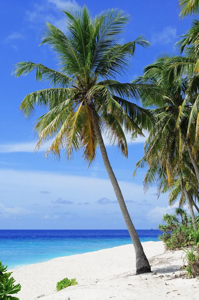900+ Maldives & hình ảnh Maldives đẹp nhất - Pixabay