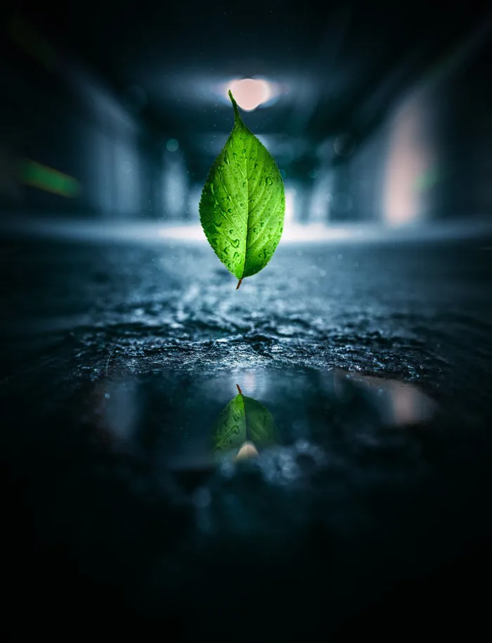 hình ảnh : Lá, Nước, màu xanh lá, thiên nhiên, Sự phản chiếu, không khí,  nhiếp ảnh, Chụp macro, Đóng lên, bóng tối, Hiện tượng, Nhiếp ảnh cuộc sống  vẫn còn, Hình