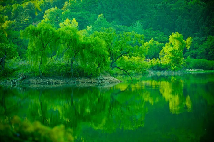 hình ảnh : phong cảnh, cây, Nước, thiên nhiên, rừng, thực vật, Ánh sáng mặt  trời, Lá, hoa, con sông, ao, Mùa xuân, màu xanh lá, Sự phản chiếu, Phong  cảnh, Hồ