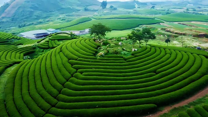 Du lịch Mộc Châu (Sơn La) có gì hấp dẫn, khám phá ngay!