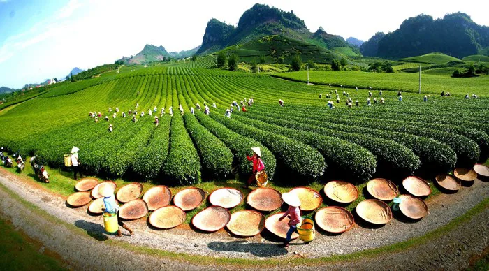 Mộc Châu - Điểm đến thiên nhiên khu vực hàng đầu thế giới, Mộc Châu, V