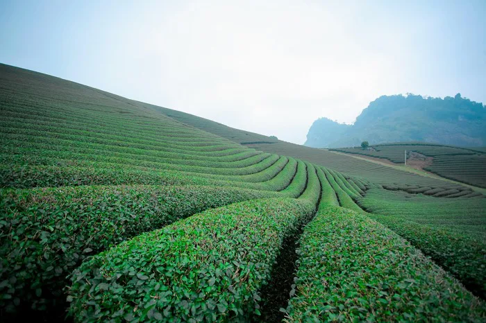 30000+ Moc Chau & ảnh Thiên Nhiên miễn phí - Pixabay