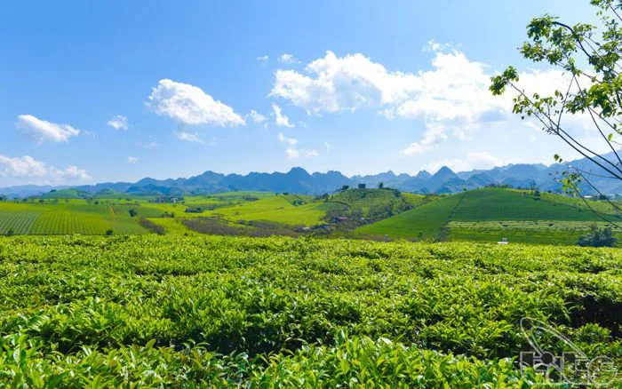 Mộc Châu - Viên ngọc xanh giữa lòng Tây Bắc trở thành Điểm đến thiên nhiên  hàng đầu châu Á